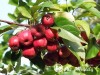 Obelis ,Ola' (lot. Malus) -c10